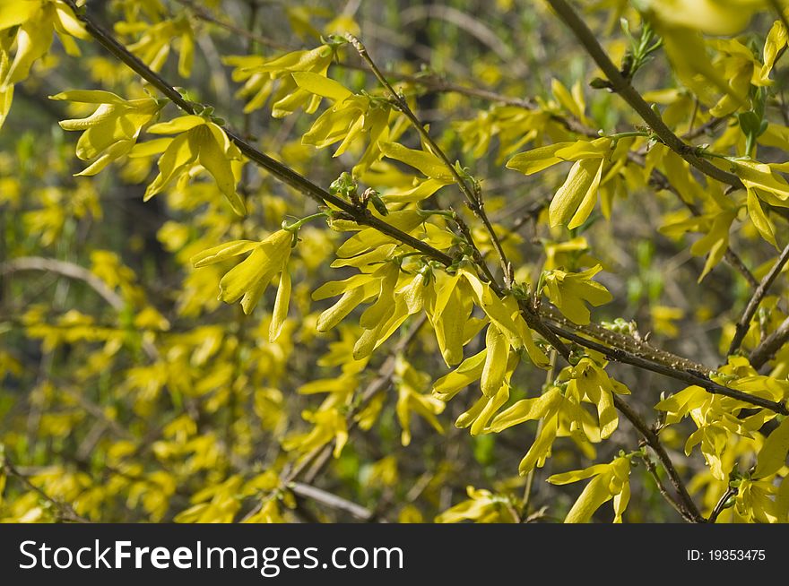 Background with green tree and yellow flowers
