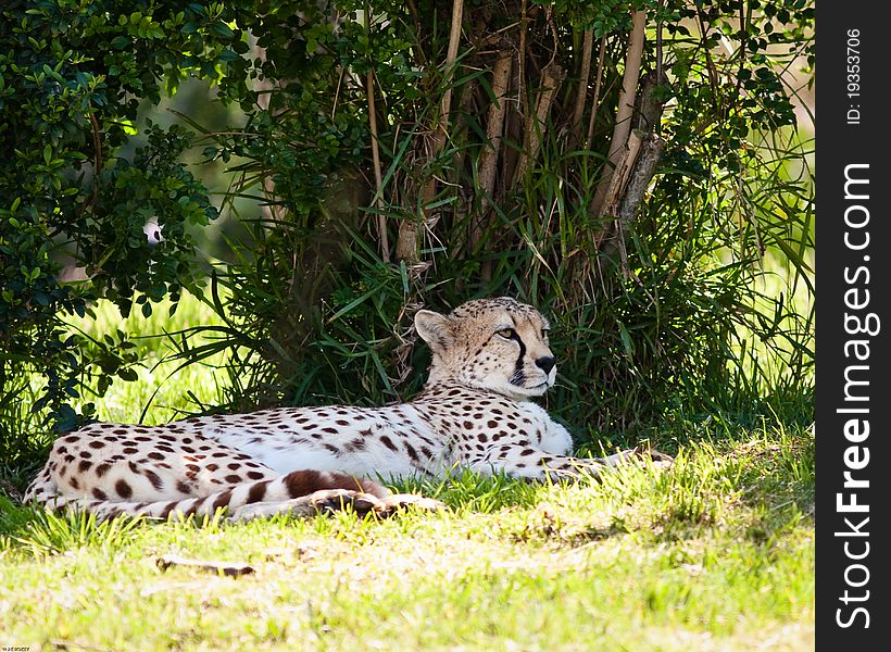 Cheetah laying down in the shade at a zoo.