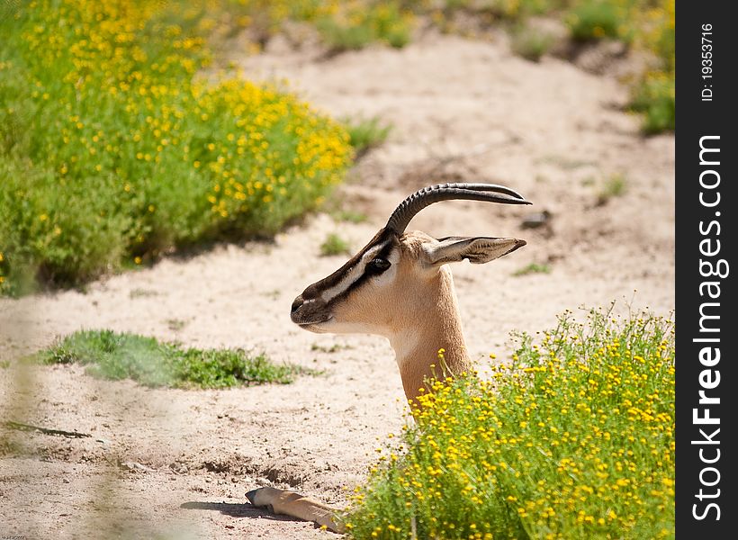 Gazelle in captivity laying down behind a bush.