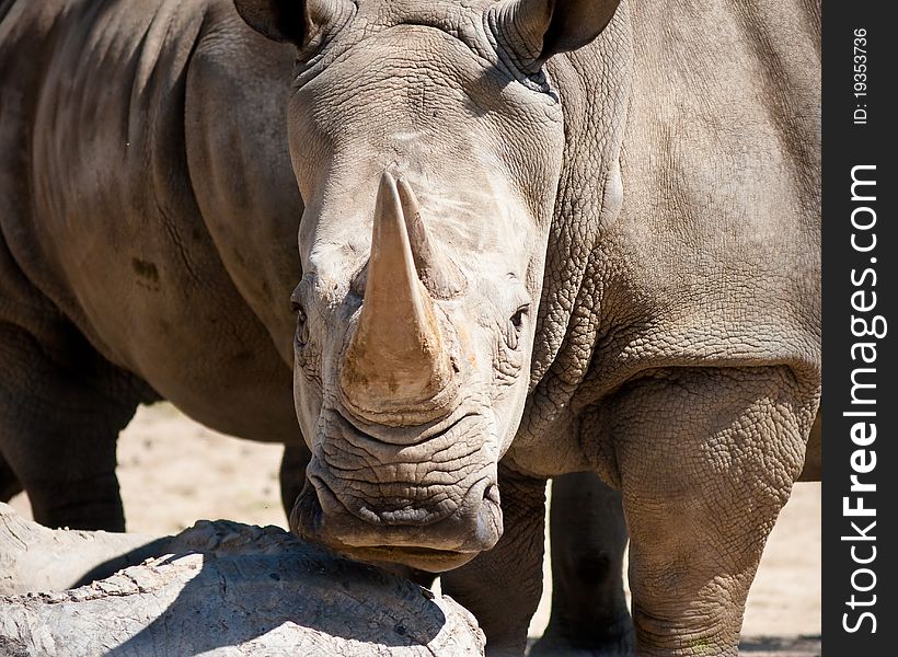 Rhinoceros keep in captivity at a zoo