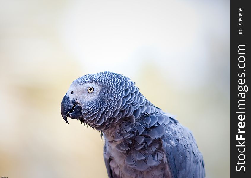 African grey parrot in captivity