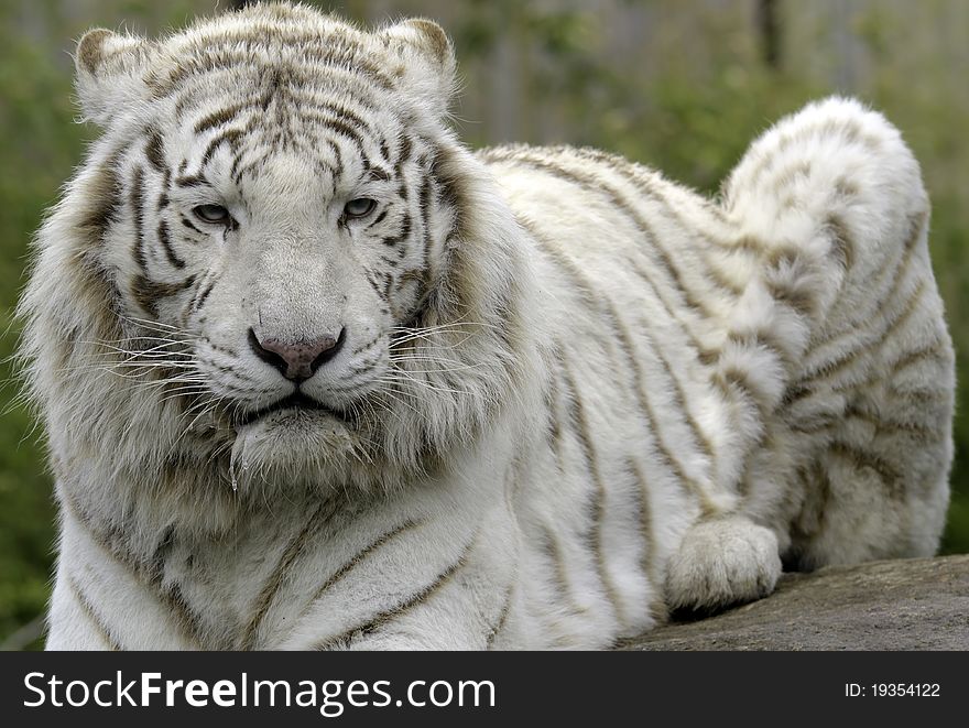 A white tiger in a zoo