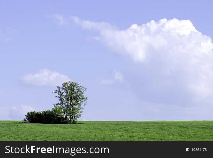 Tree and meadow and cloudy sky. Tree and meadow and cloudy sky