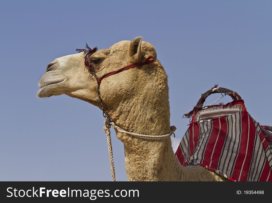 Camel in desert.Dubai, United Arab Emirates. Camel in desert.Dubai, United Arab Emirates