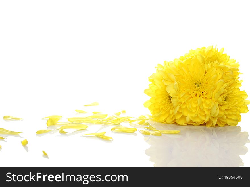 Yellow chrysanthemums isolated on a white background