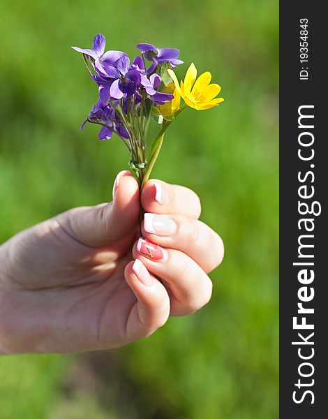 Spring bouquet of flowers in the hands. Spring bouquet of flowers in the hands