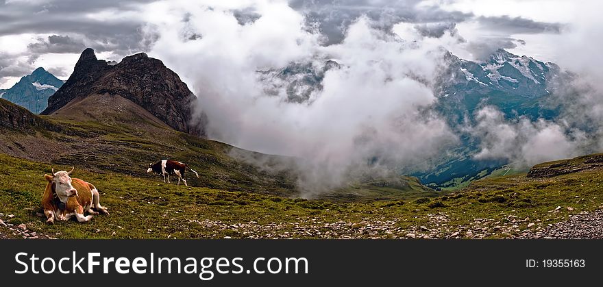 Cows in front of Alpine panorama