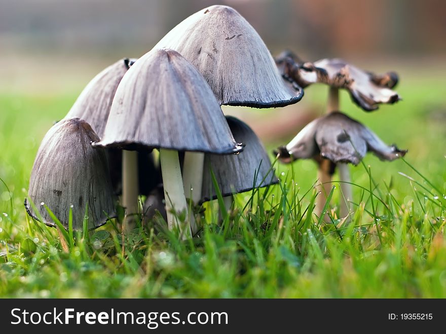 Several mushrooms stand in the park on green meadow. Several mushrooms stand in the park on green meadow