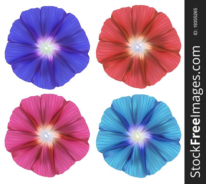 Set of colored realistic isolated convolvulus, illusration. Set of colored realistic isolated convolvulus, illusration