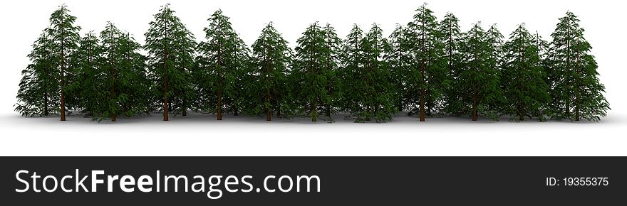 Group of cypress trees on a white background