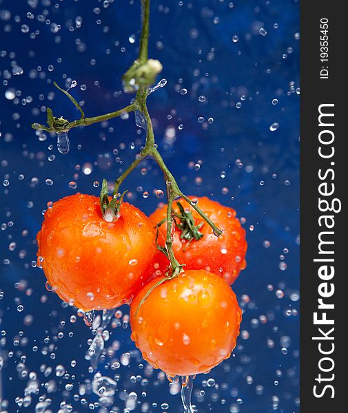 Fresh red tomato in the drops of water. Fresh red tomato in the drops of water