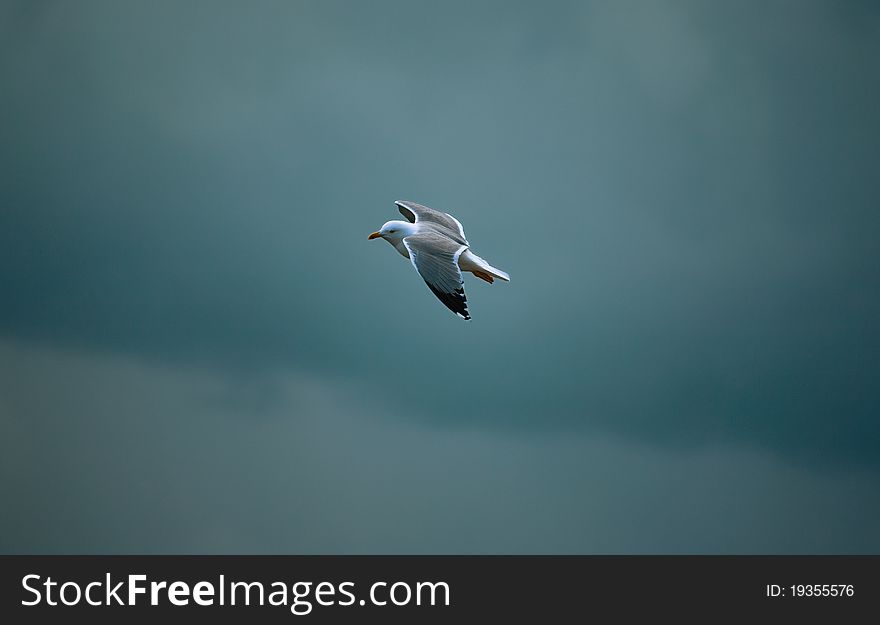 Lonely Seagull fying over the sea storm. Lonely Seagull fying over the sea storm