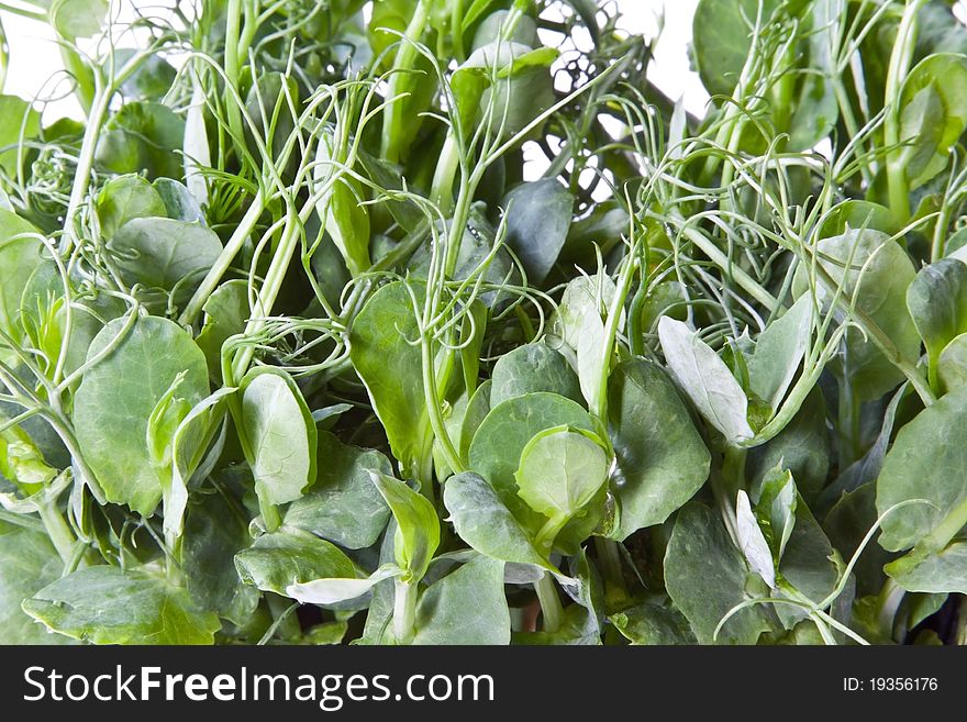 Pea shoots, or tops, shot in the studio