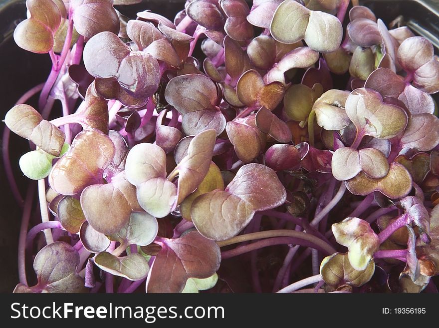 A pot of radish cress shoots used for garnishing