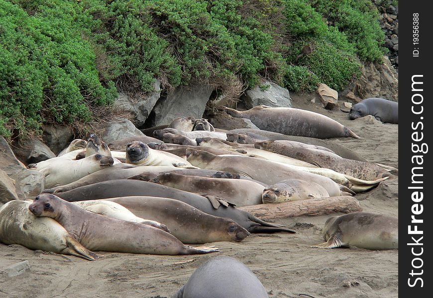 A group of elephant seals lie on a Califonia beach near San Simeon. A group of elephant seals lie on a Califonia beach near San Simeon.