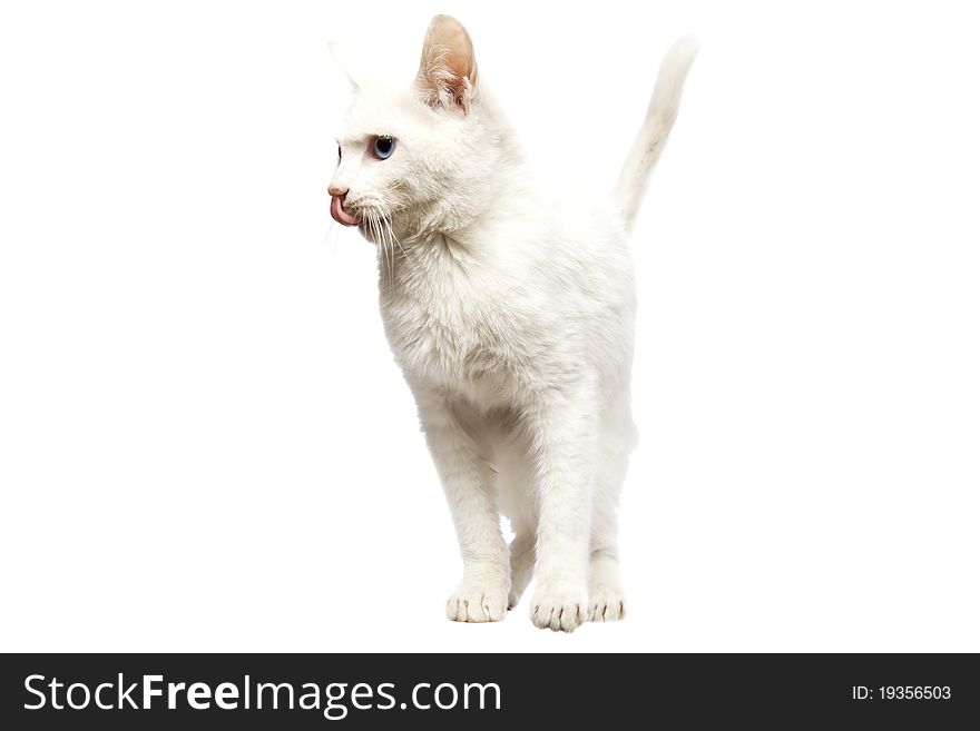 Domestic Cat Ankara cat licking position isolated on white. Domestic Cat Ankara cat licking position isolated on white