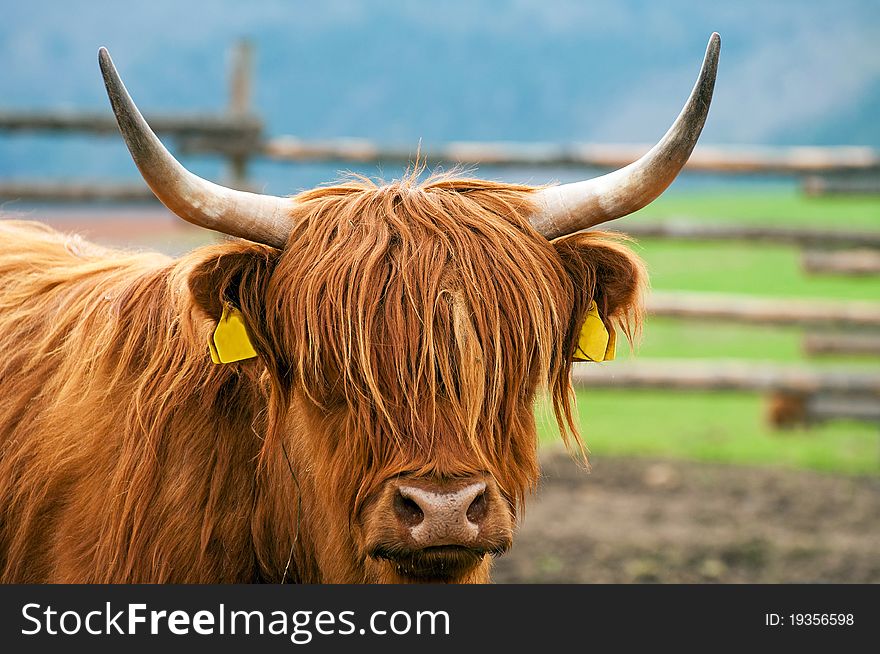 Detail of Highland cattle during the daytime.