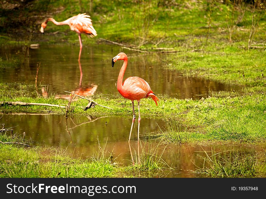 Pink flamingos