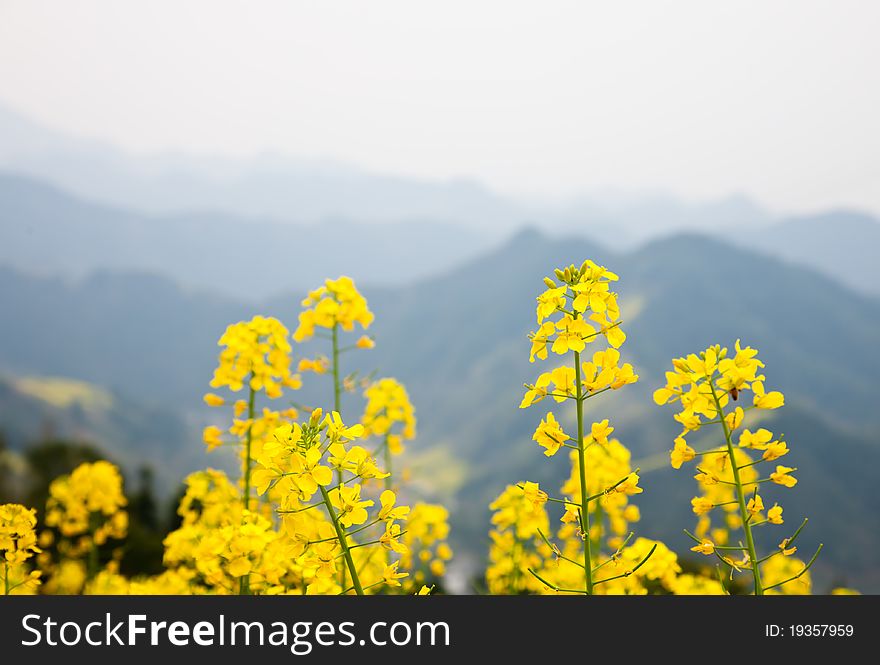 Blossoms with mountains as background. Blossoms with mountains as background