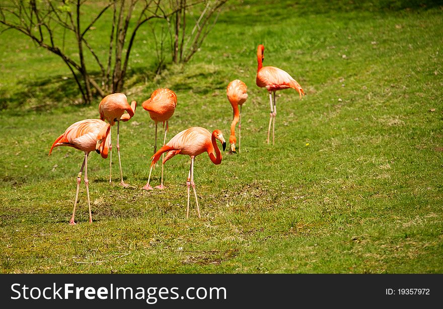 The Caribbean flamingo is also known as the American flamingo. The Caribbean flamingo is also known as the American flamingo