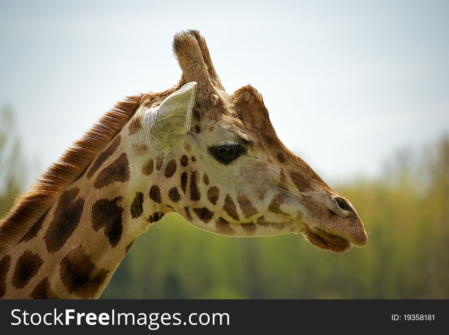 The head and neck of a mature Rothschild giraffe. The head and neck of a mature Rothschild giraffe