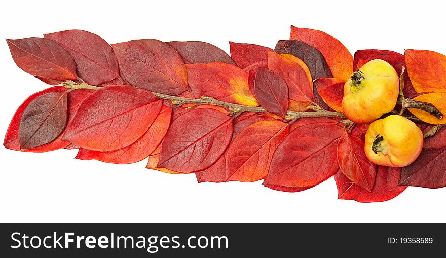 Apples on twig with red leaves, isolated on a white background