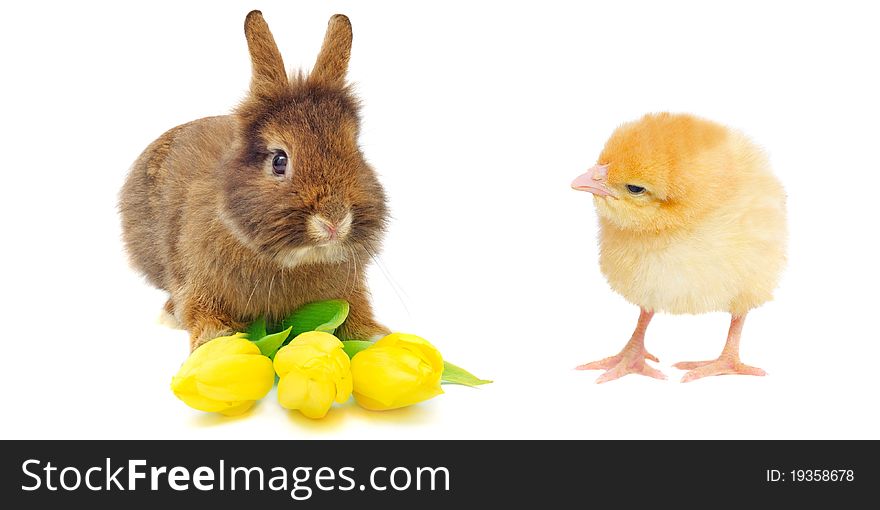 Rabbit with tulips and yellow chicken