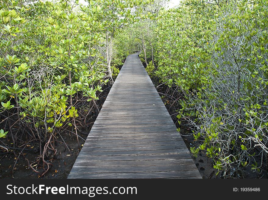 Path way for study mangrove forest. Path way for study mangrove forest