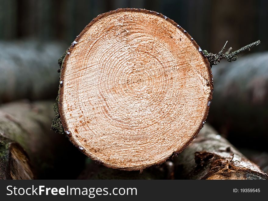 A sawn trunk lies in the wood