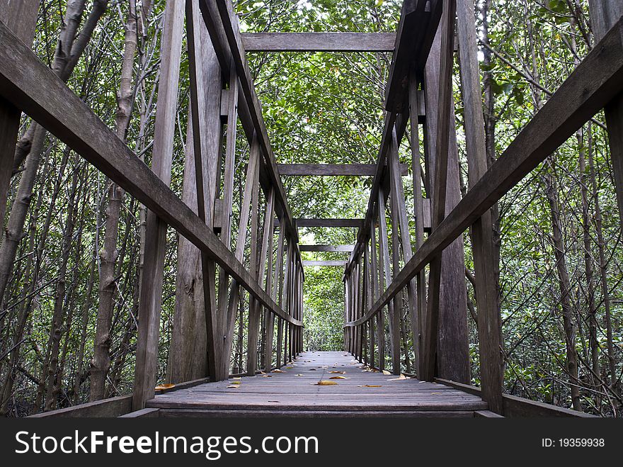 Mangrove Path Way