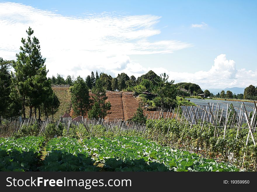 Agricultural land in the mountains with a variety of plants. Agricultural land in the mountains with a variety of plants
