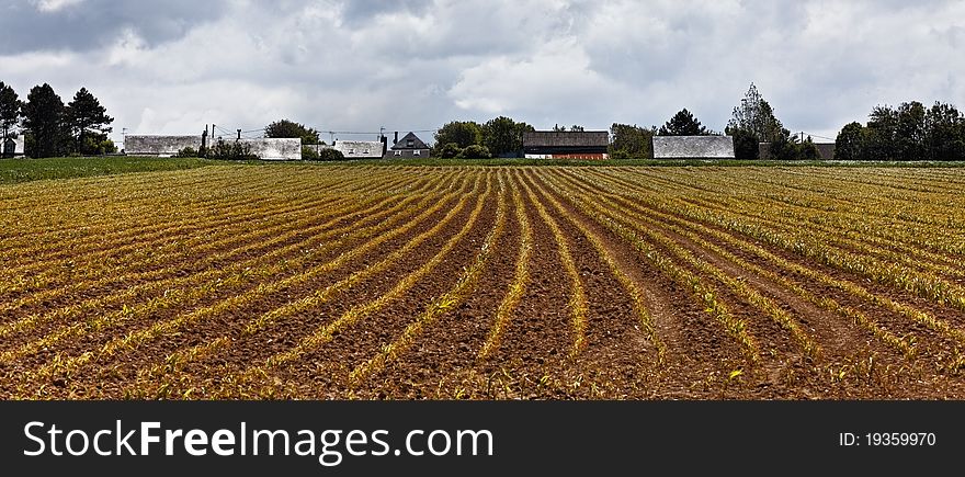 Early spring culture on a field in Upper Normady region in the North of France. Early spring culture on a field in Upper Normady region in the North of France.