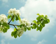 Flowering Branch Of Pear Stock Photos Flowering Branch Of Pear Stock Photos
