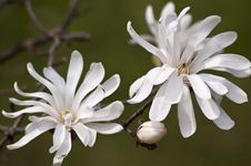 White Magnolia Stock Photography White Magnolia Stock Photography