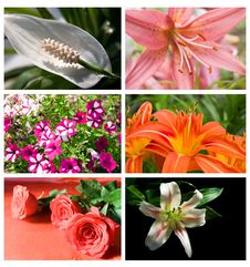 Collection Flowers Stock Photos