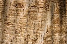 Bark Of An Old Tree As Background Royalty Free Stock Photography