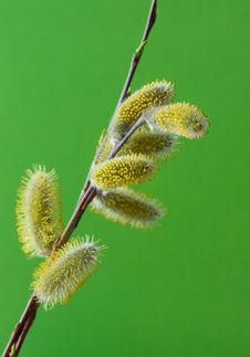 Willow Twigs Stock Images Willow Twigs Stock Images