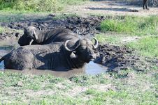 African Buffalos In The Mud Stock Image African Buffalos In The Mud Stock Image