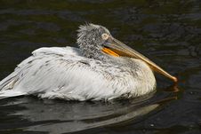 Pelican 1 Royalty Free Stock Image