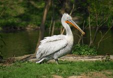 Pelican 3 Royalty Free Stock Photos