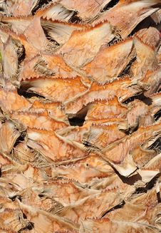 Bark Of Palm Trees. Stock Photo