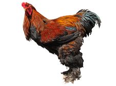 Cockerel Royalty Free Stock Photos Cockerel Royalty Free Stock Photos