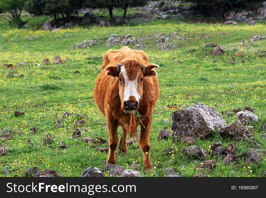 The brown cow on the field eating a grass