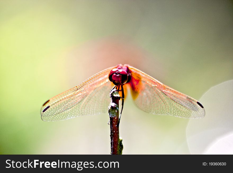 A dragonfly stay on a wood branch. A dragonfly stay on a wood branch