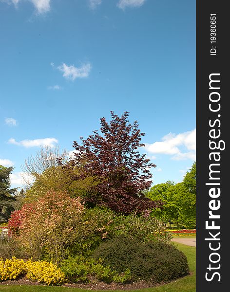 Various Ornamental Bushes and Red and Yellow Tulips ina garden under a blue sky. Various Ornamental Bushes and Red and Yellow Tulips ina garden under a blue sky