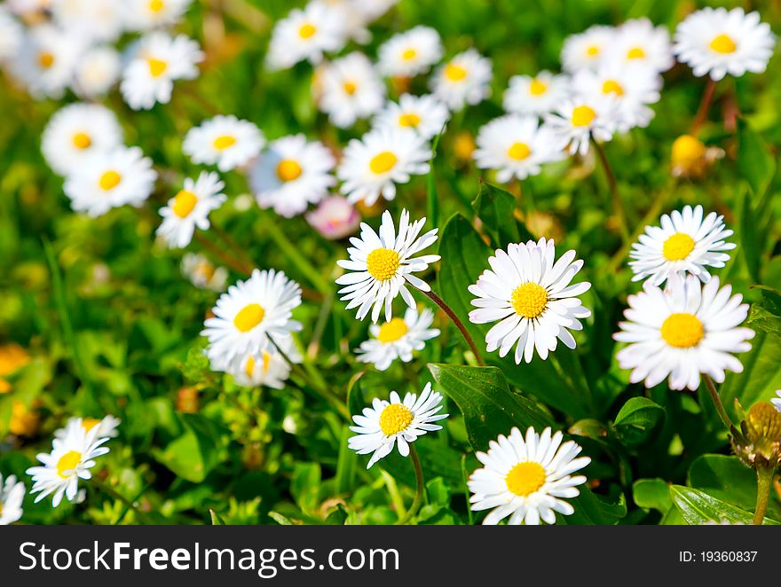 Daisies in a meadow, close-up