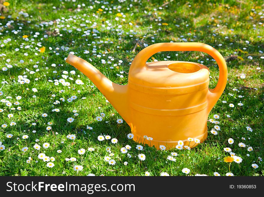 Watering can on a field of daisies.