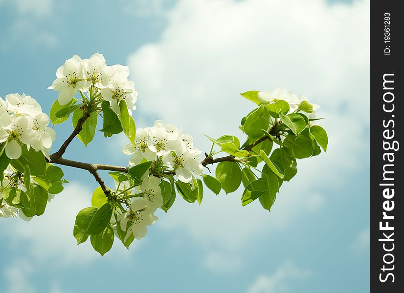 Flowering branch of pear in the spring