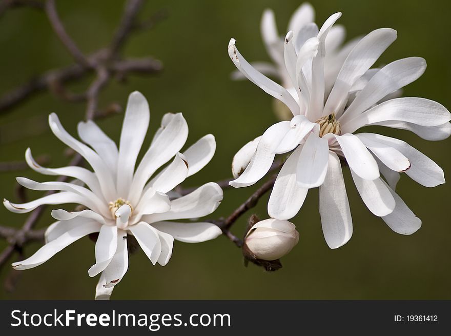 Beautiful blossoms of a white magnolia.