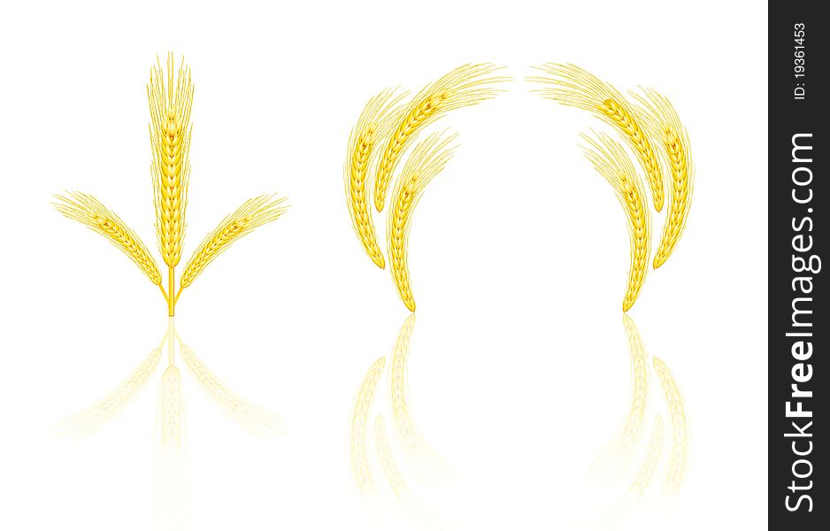 Isolated golden wheat ear after the harvest